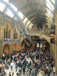 H_'Hope' the blue whale skeleton at National History Museum.jpg